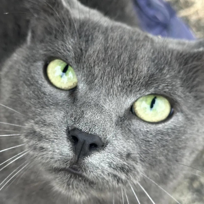 An adult medium-sized female Domestic Medium Hair cat named Octavia for adoption in Madisonville, KY