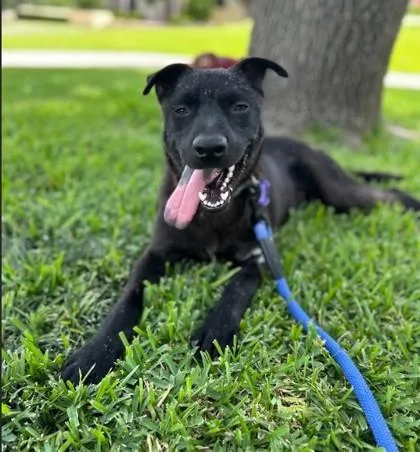 An adult medium-sized male German Shepherd Dog dog named Scooter for adoption in Fort Worth, TX