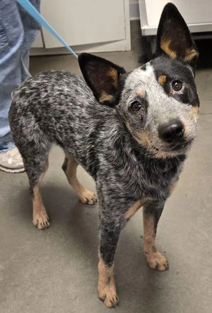 A young medium-sized male Cattle Dog dog named Bolt for adoption in Fresno, CA