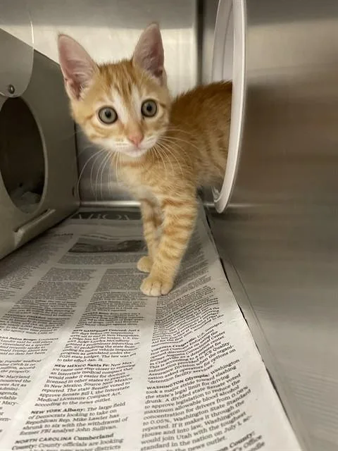 A baby small-sized male Domestic Short Hair cat named Pat for adoption in Saint Cloud, FL