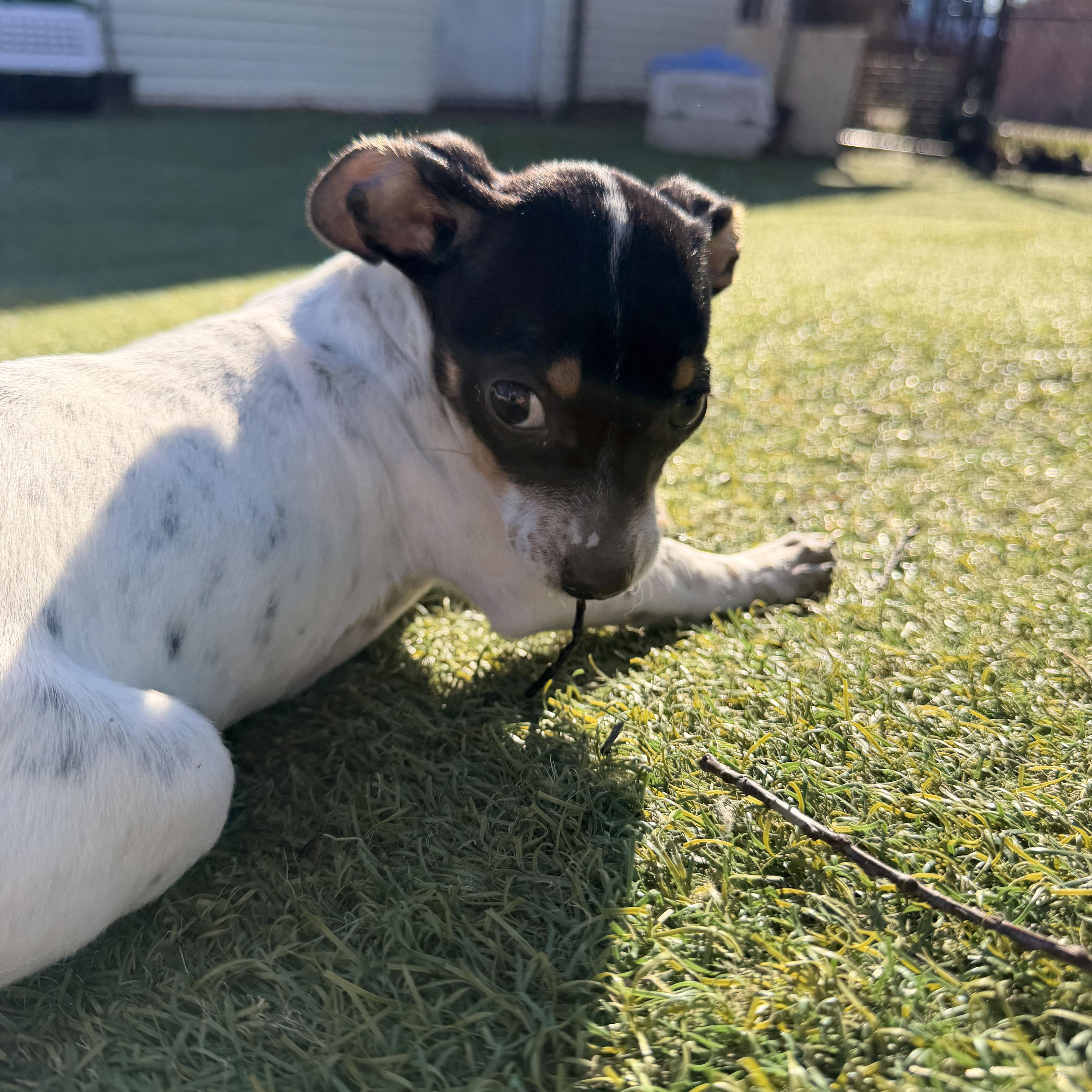 Sausage  The Pizza thumbnail 3