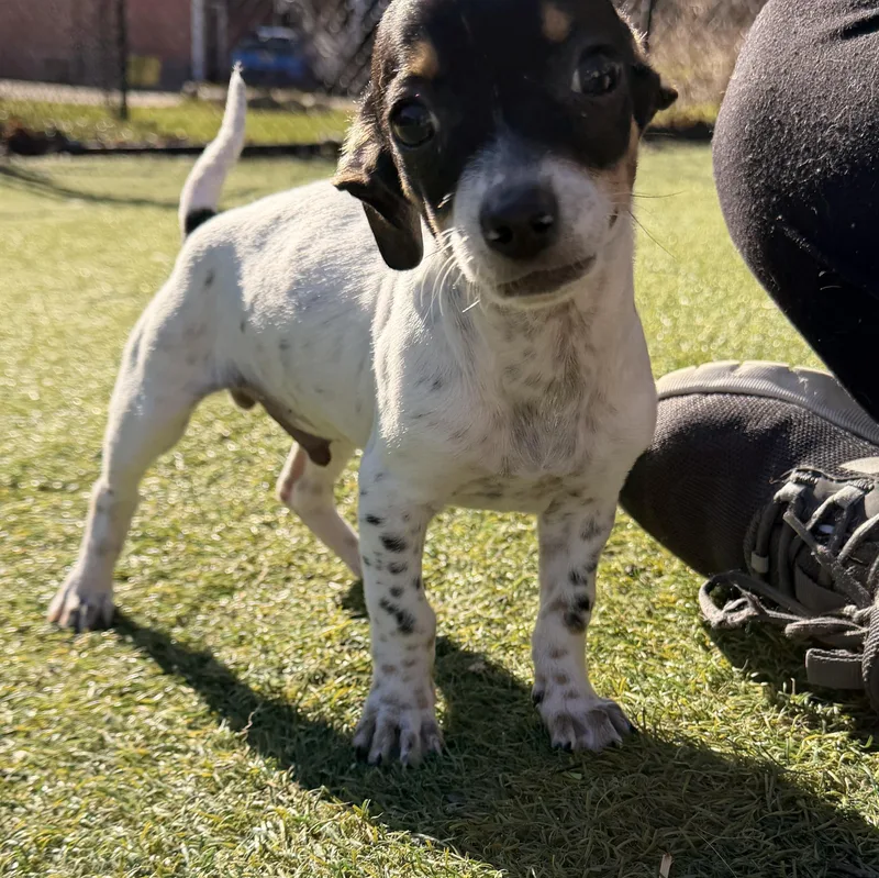 Sausage  The Pizza thumbnail 5