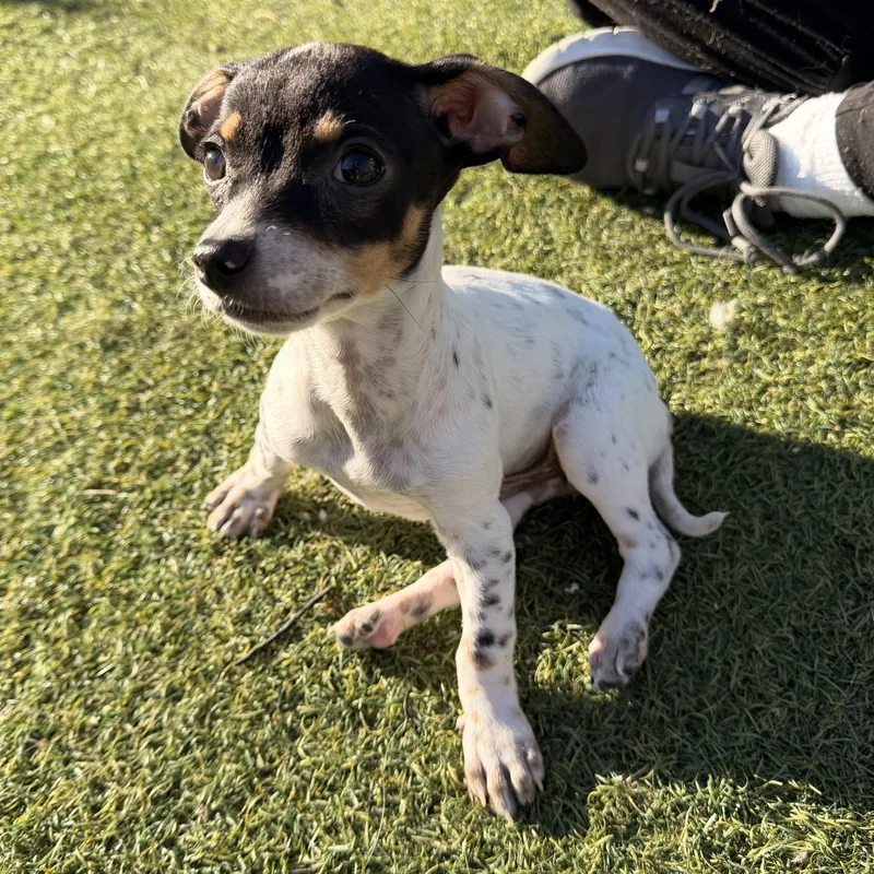 Sausage  The Pizza thumbnail 6