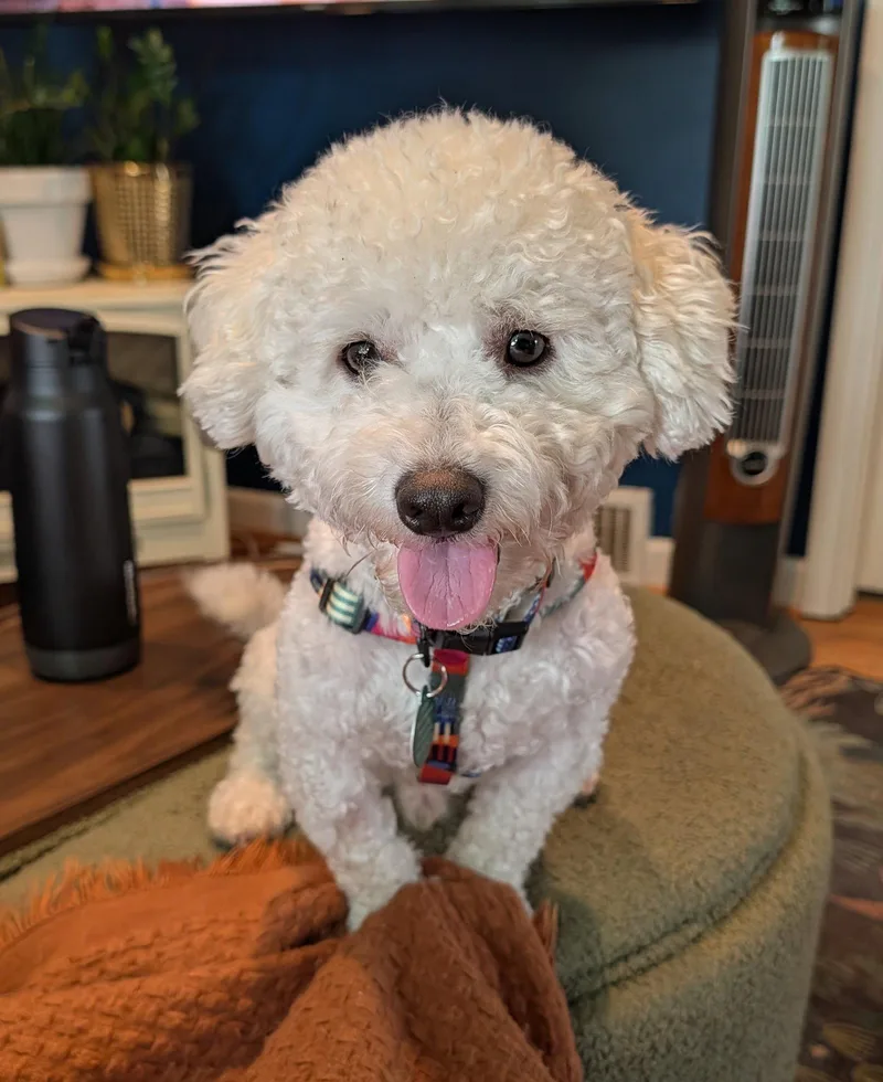 Bentley thumbnail 2