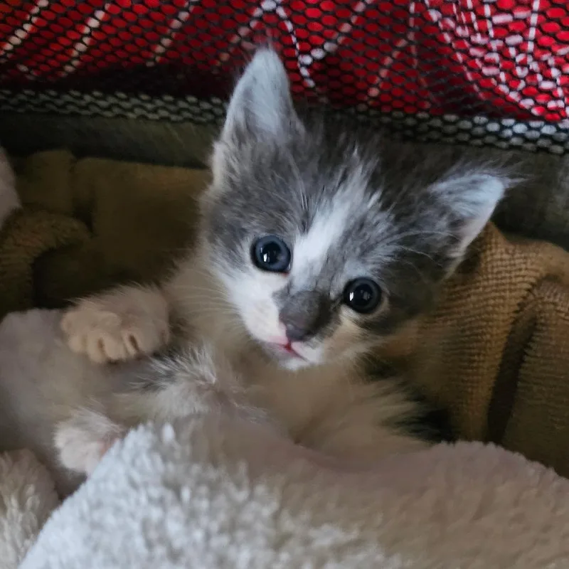 A baby small-sized male Buff / Tan / Fawn Domestic Short Hair cat named Ollie for adoption in Santa Barbara, CA