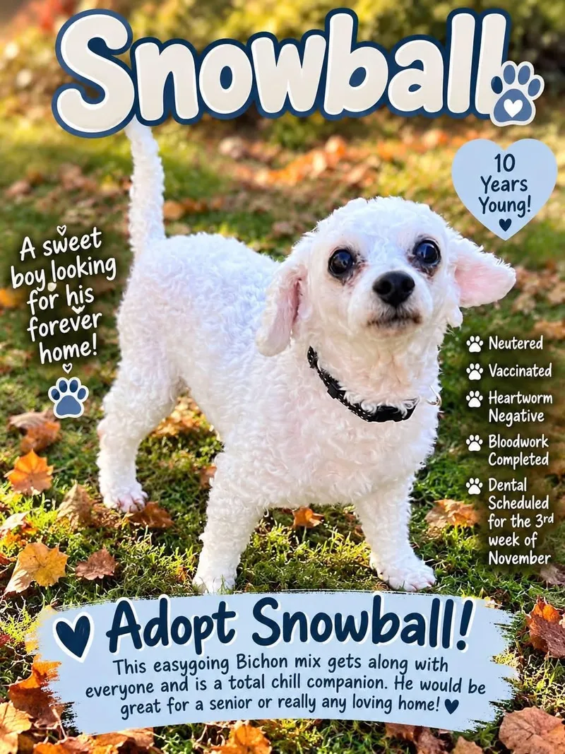 A senior small-sized male Bichon Frise dog named Snowball for adoption in Saginaw, MI