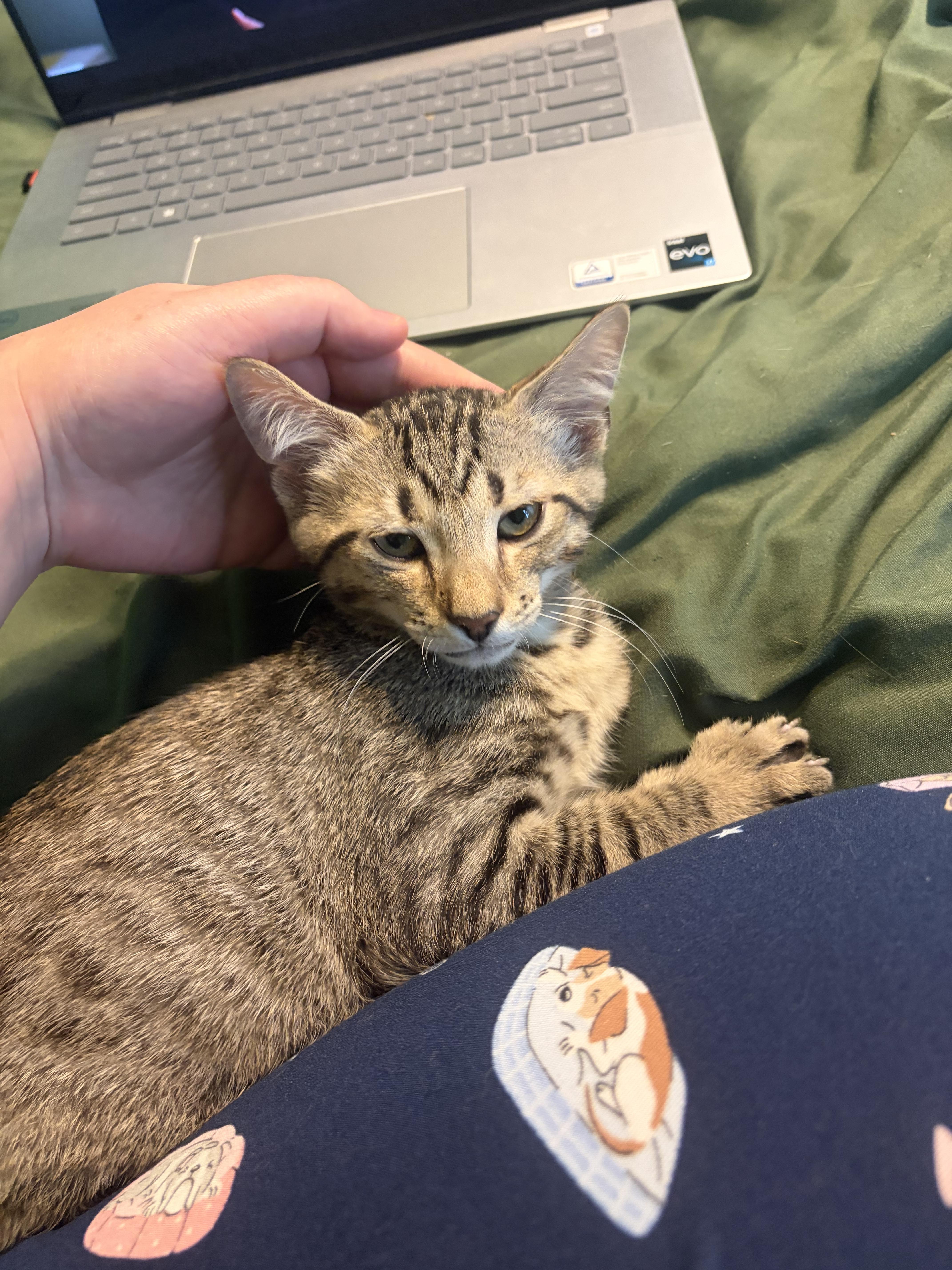 A baby medium-sized male Tabby (Brown / Chocolate) Domestic Short Hair cat named Salsa for adoption in Ocala, FL