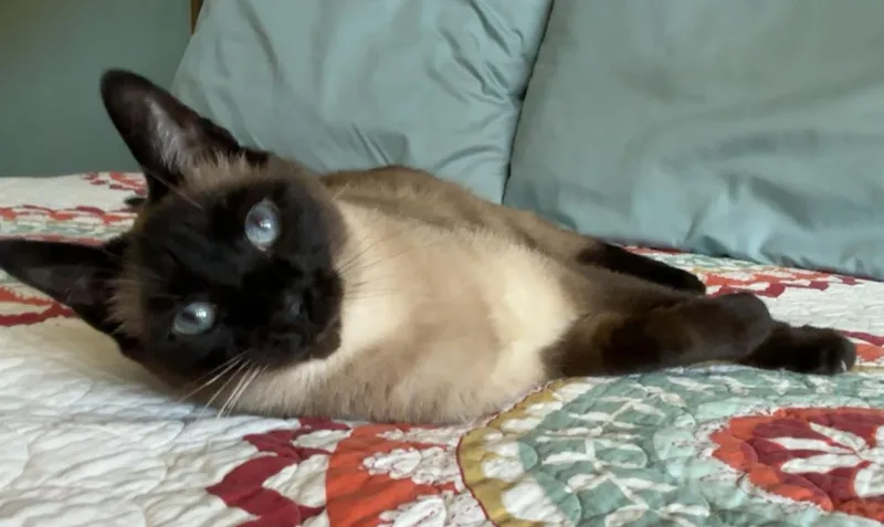 An adult medium-sized male Chocolate Point Siamese cat named Oliver for adoption in Manitou Springs, CO
