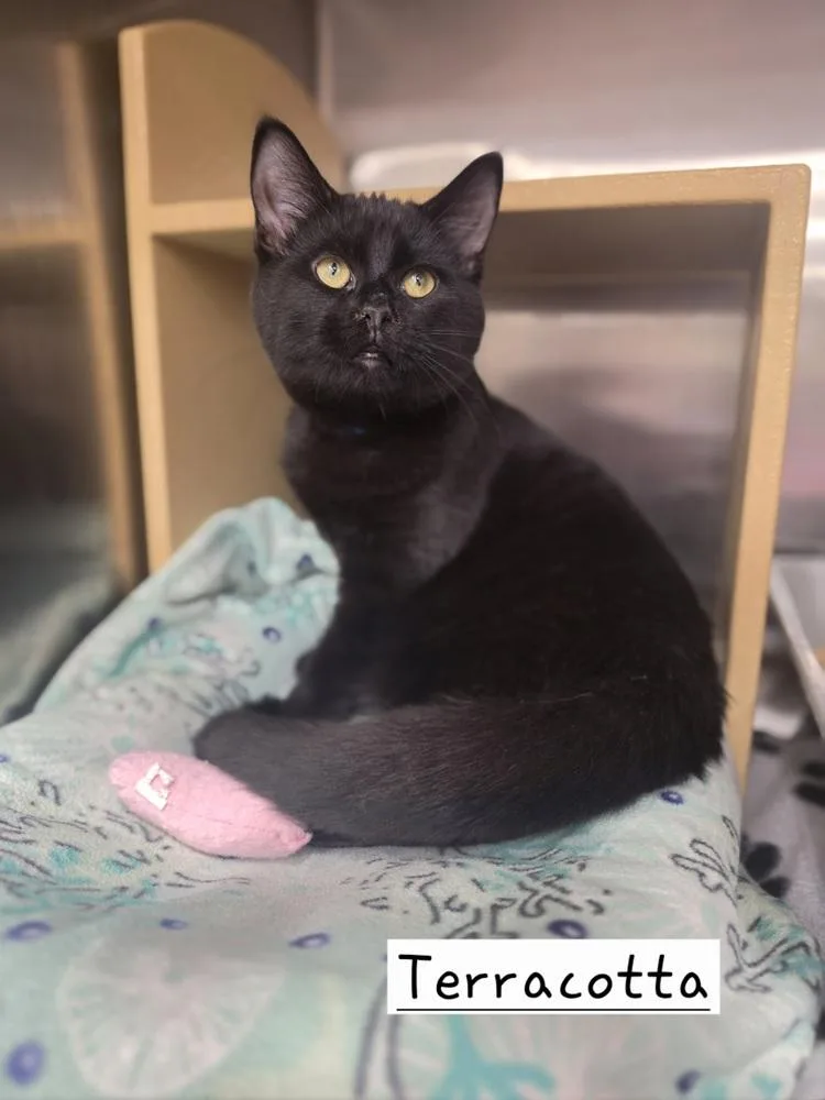 A baby small-sized male Black Domestic Short Hair cat named Terracotta for adoption in Metamora, IL