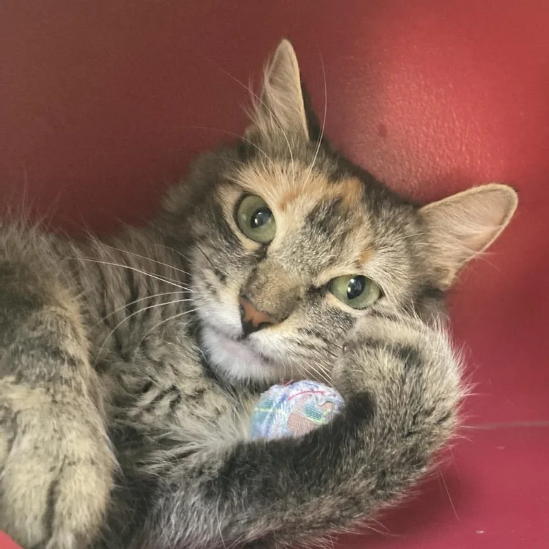 A young medium-sized female Brown / Chocolate Domestic Medium Hair cat named Mari for adoption in Branford, CT