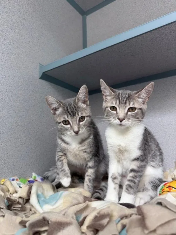 A baby small-sized female Domestic Short Hair cat named Tortilla for adoption in Skillman, NJ