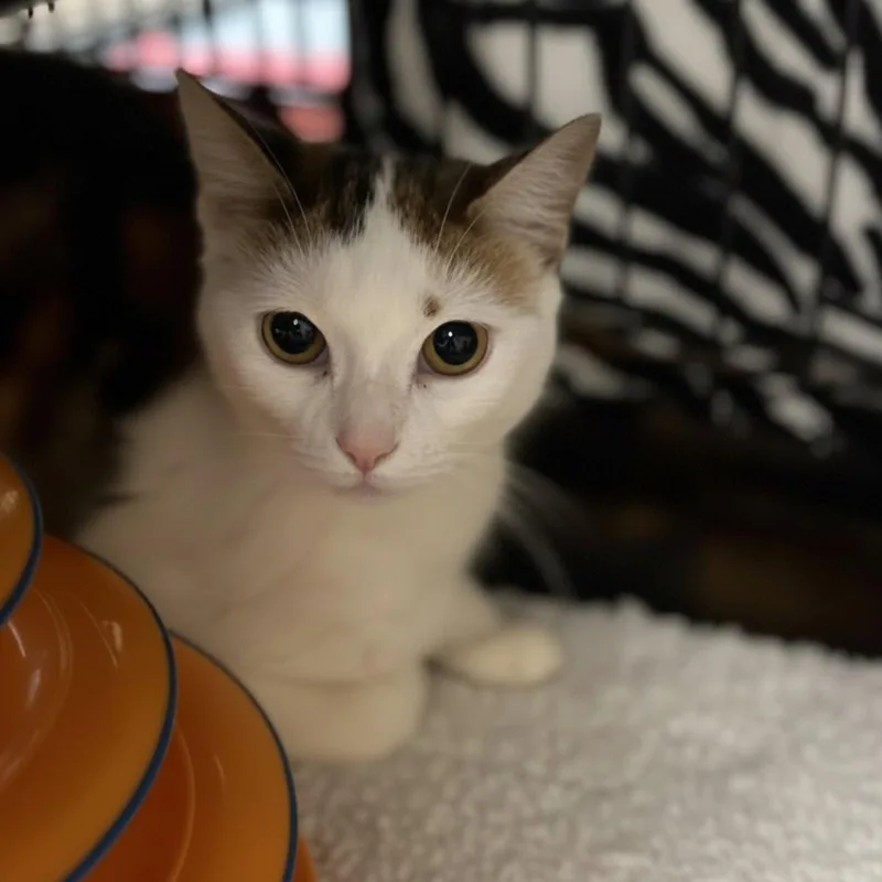 A young medium-sized female Domestic Short Hair cat named Marigold for adoption in Blasdell, NY