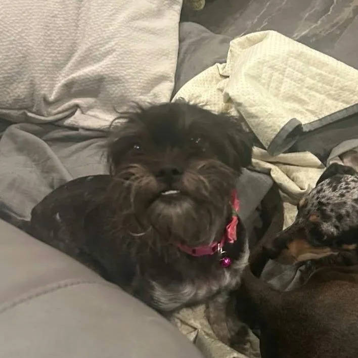 An adult small-sized female Black Schnauzer dog named Lainey Arriving D for adoption in Princeton, MN
