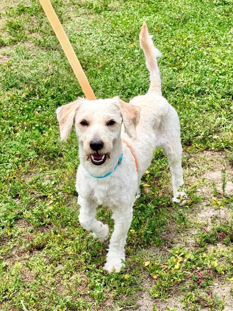 A young medium-sized male Mixed Breed dog named Slim Jim for adoption in Cape Coral, FL