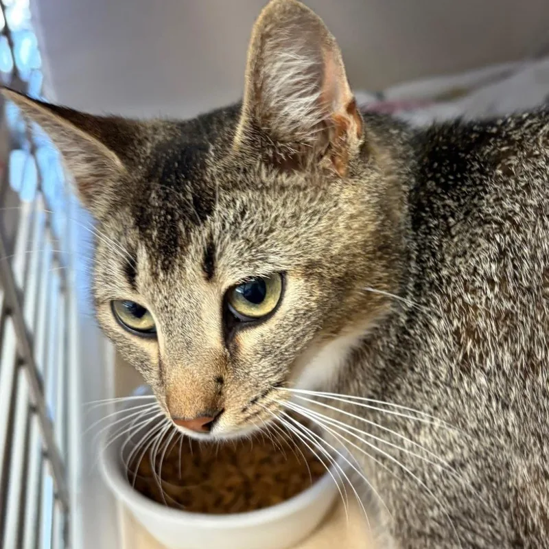 A young medium-sized female Brown / Chocolate Domestic Short Hair cat named Poppy for adoption in Greensboro, GA