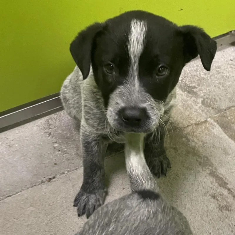 A young small-sized male Gray / Blue / Silver Cattle Dog dog named Zeus for adoption in Spokane, WA