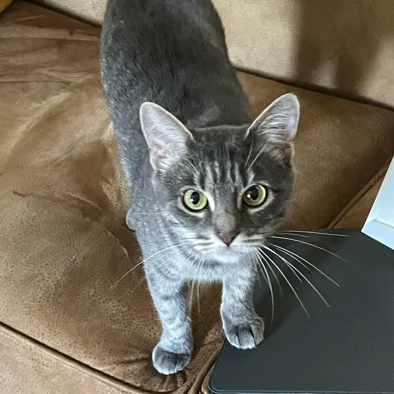 An adult medium-sized female Tabby (Gray / Blue / Silver) Domestic Short Hair cat named Valentina for adoption in Stanley, NY