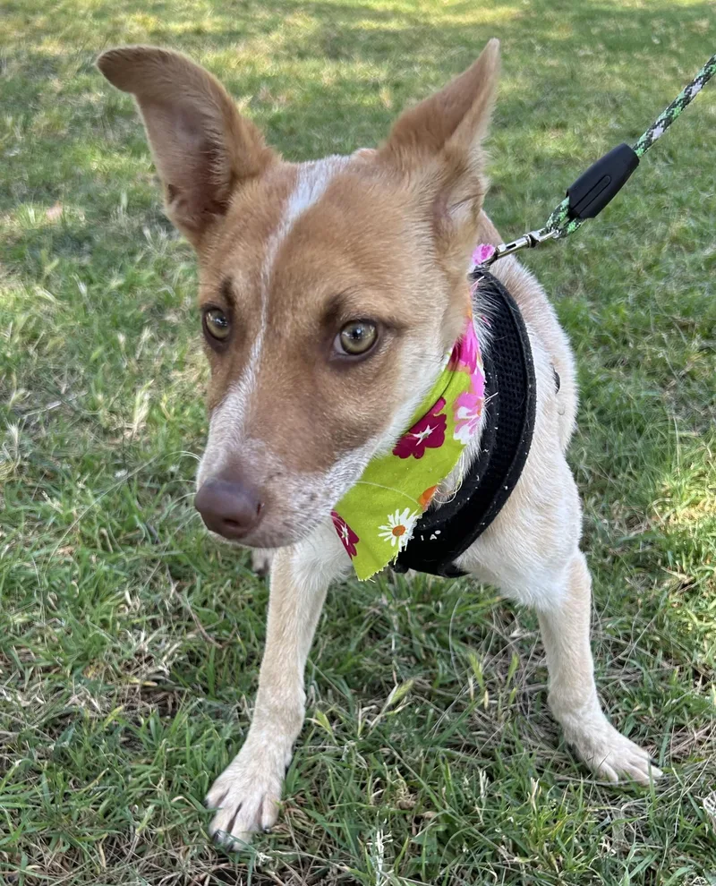 A baby small-sized female White / Cream Australian Cattle Dog / Blue Heeler dog named Chelsey for adoption in Bell Gardens, CA