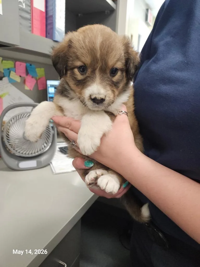 A baby small-sized female Mixed Breed dog named Mayci for adoption in Sapulpa, OK