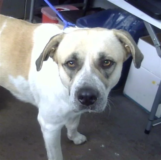 A young large-sized female Mixed Breed dog named Dolly for adoption in Dallas, TX