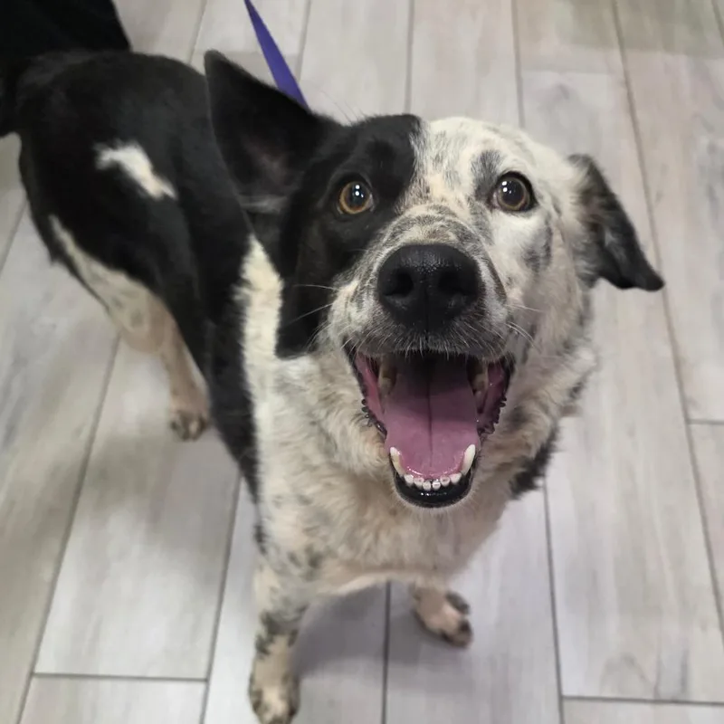 A senior medium-sized male Black Australian Cattle Dog / Blue Heeler dog named Roscoe for adoption in Chatham, VA