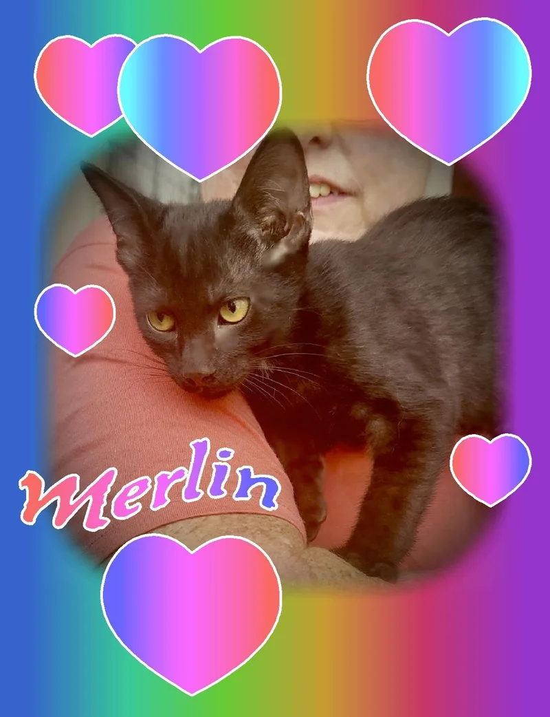 A baby medium-sized male Domestic Short Hair cat named Merlin for adoption in Piedmont, MO