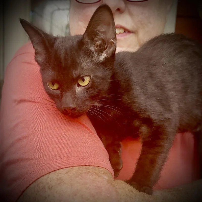 Merlin thumbnail 2