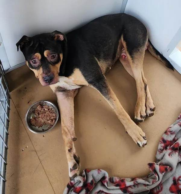 An adult medium-sized male Rottweiler dog named Bob for adoption in Cleveland, TN