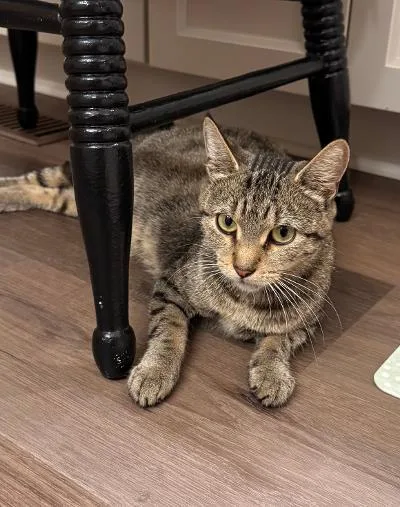 A young medium-sized female Tabby (Brown / Chocolate) Domestic Short Hair cat named Lady Luck for adoption in Mokena, IL