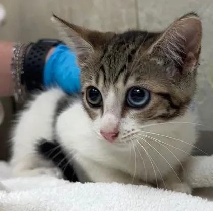 A baby small-sized female Domestic Short Hair cat named Cookies n Cream for adoption in Honolulu, HI