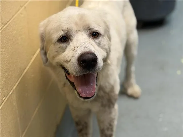 An adult large-sized male Great Pyrenees dog named Gilbert for adoption in Tulsa, OK