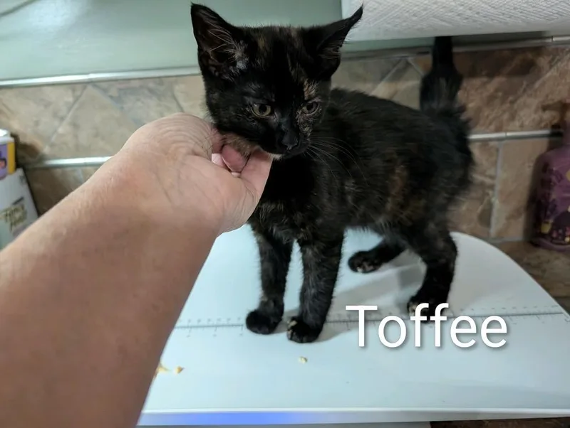 Toffee thumbnail 4