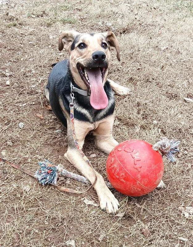 An adult medium-sized male Tricolor (Brown, Black, & White) German Shepherd Dog dog named Russ for adoption in Pegram, TN