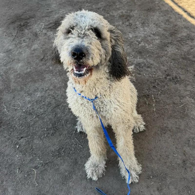 An adult large-sized female White / Cream Standard Poodle dog named Winnie for adoption in Point Richmond, CA