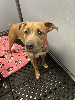 An adult large-sized female Mixed Breed dog named Cinnamon for adoption in West Chester, PA