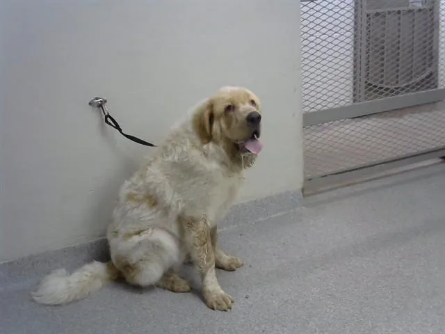 An adult large-sized male Great Pyrenees dog named Rufus for adoption in Pasadena, TX