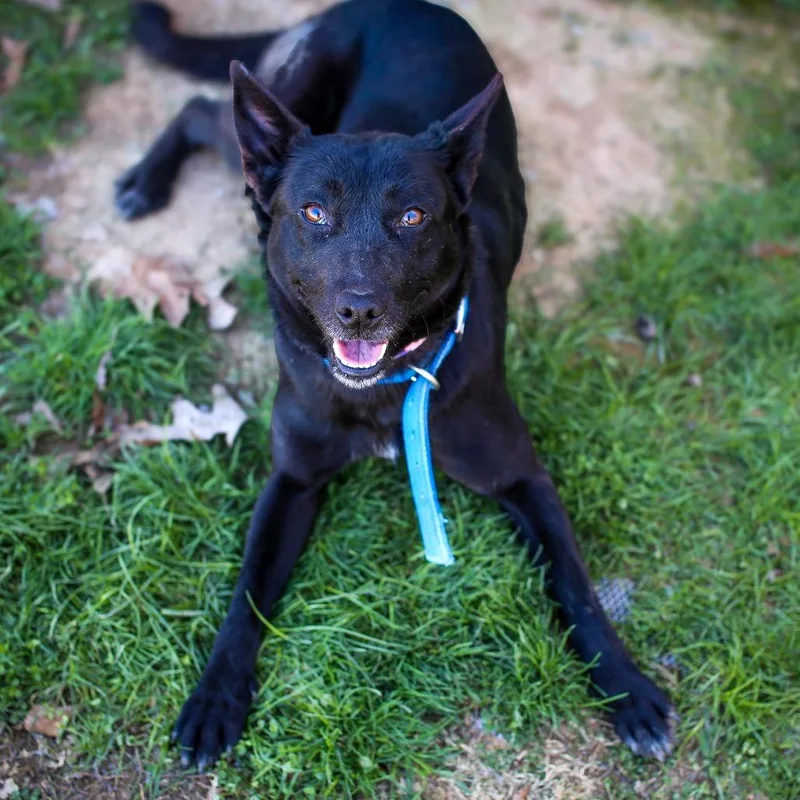 An adult medium-sized female Black Shepherd dog named Tiny for adoption in Naples, FL