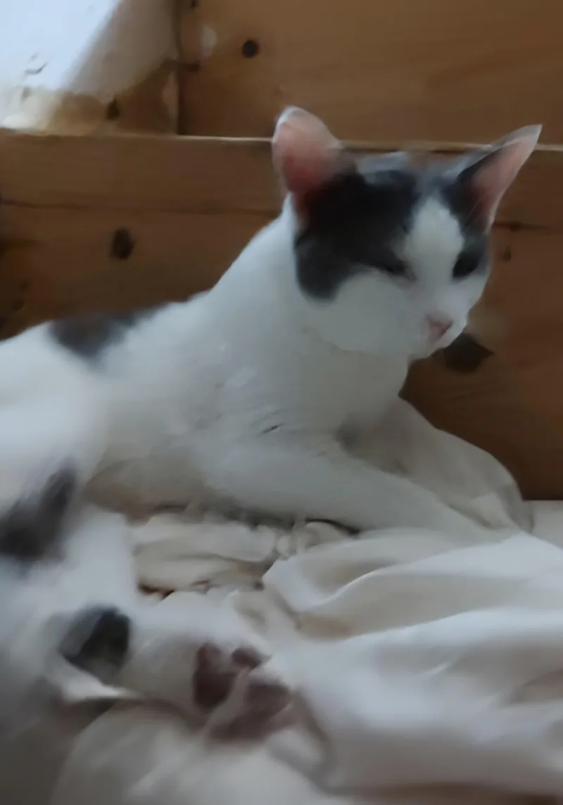 Bert And Ernie thumbnail 3