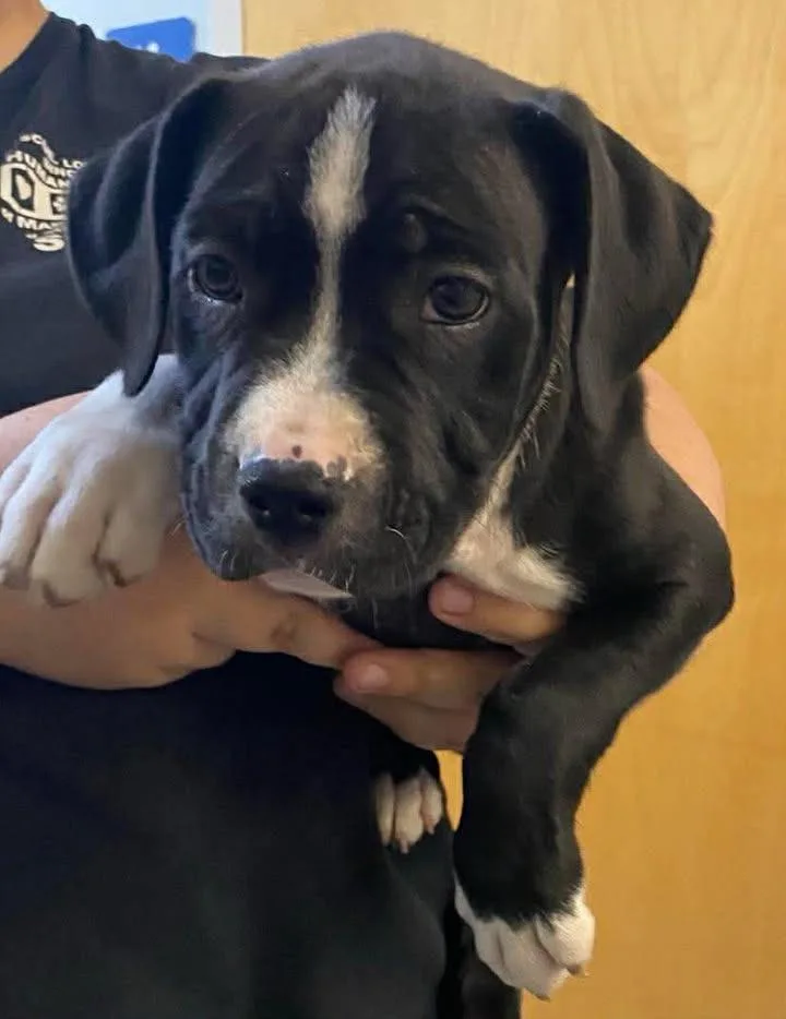 A baby large-sized male Mixed Breed dog named Riley for adoption in Ocala, FL