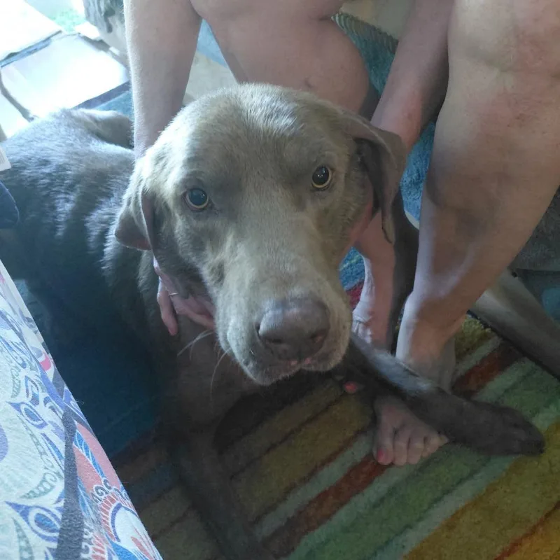 An adult large-sized male Gray / Blue / Silver Labrador Retriever dog named Taysum for adoption in New Orleans, LA
