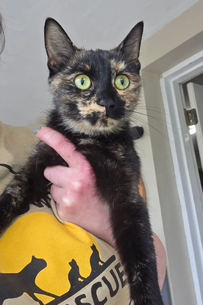 A young medium-sized female Domestic Short Hair cat named Squeaks for adoption in Clymer, PA
