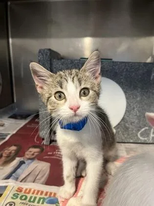 A baby small-sized male Domestic Short Hair cat named Jazz for adoption in Daytona Beach, FL