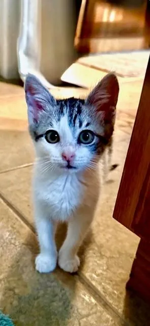 A baby small-sized male Domestic Short Hair cat named Zumie for adoption in Santa Cruz, CA