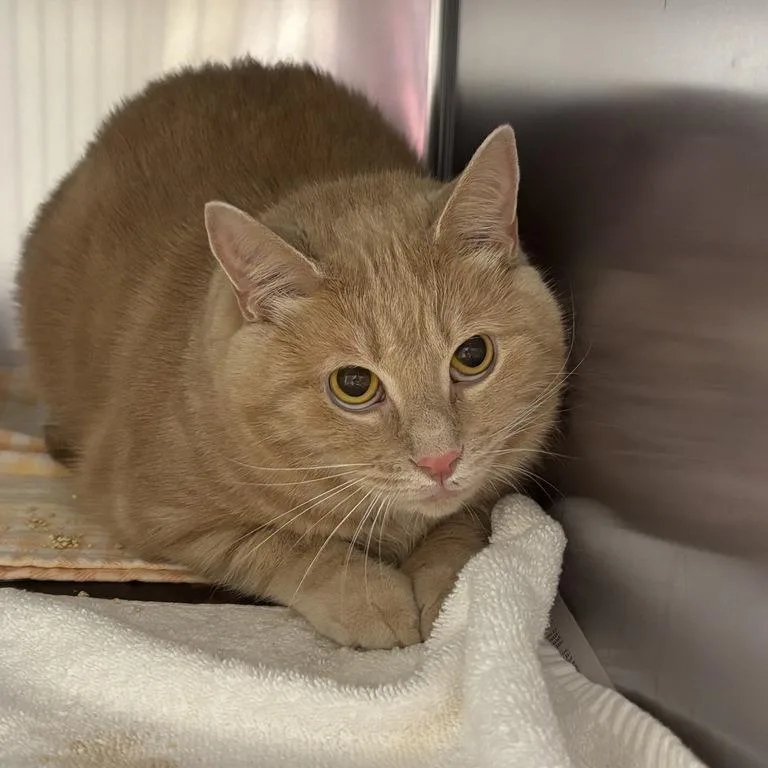An adult large-sized male Domestic Short Hair cat named Squash for adoption in Asheville, NC