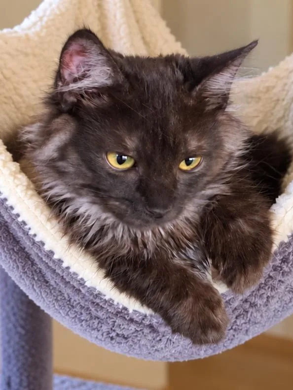A baby medium-sized female Maine Coon cat named Princess Smokie for adoption in Calimesa, CA