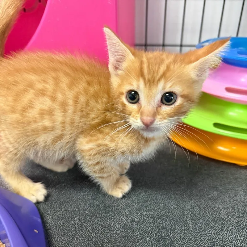 A baby small-sized male Orange / Red Domestic Short Hair cat named Martin for adoption in Houston, TX