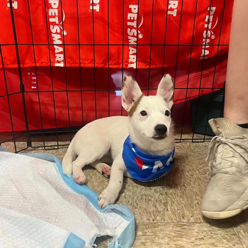 A baby medium-sized female White / Cream Australian Cattle Dog / Blue Heeler dog named Sky for adoption in Pasadena , MD