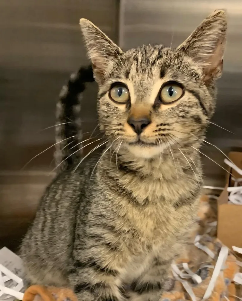 A baby small-sized male Domestic Short Hair cat named Mister for adoption in San Antonio, TX