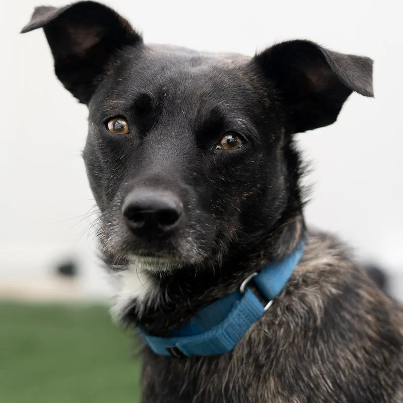 An adult medium-sized female Pit Bull Terrier dog named Gypsy for adoption in Jacksonville, NC