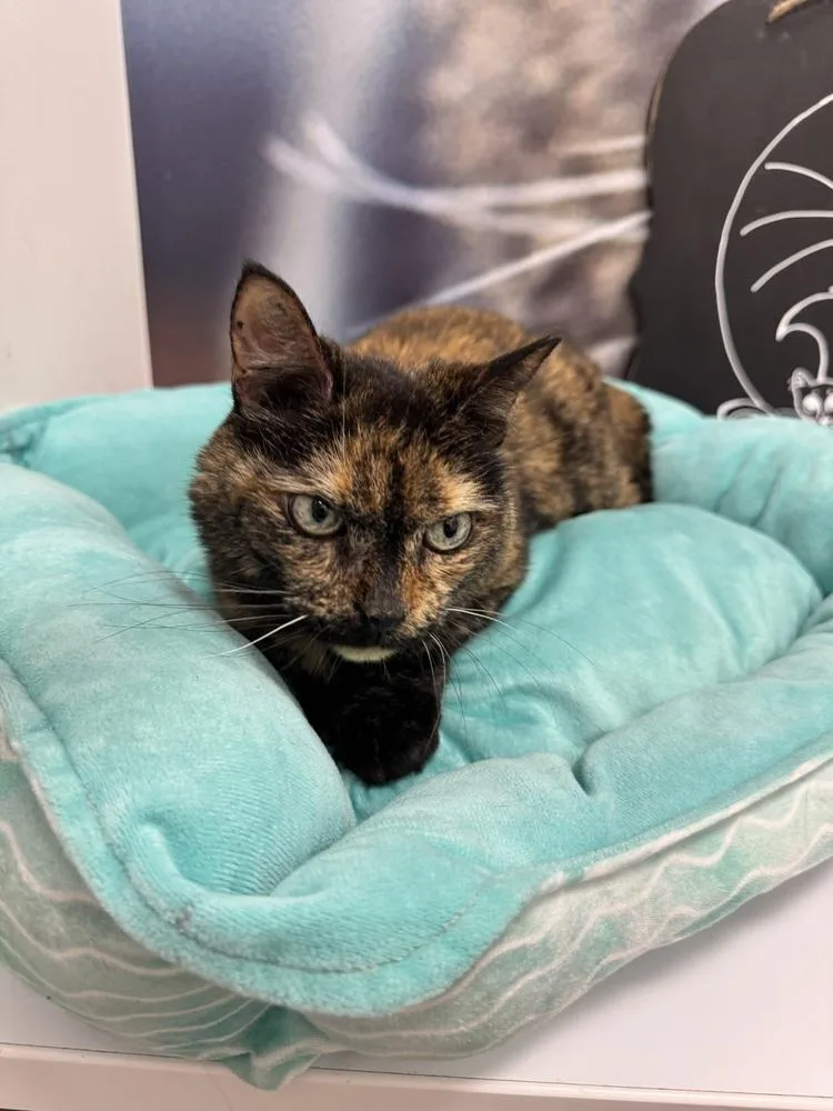 A senior large-sized female Domestic Short Hair cat named Baby for adoption in Deland, FL